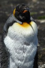 Königspinguin (56 von 84).jpg